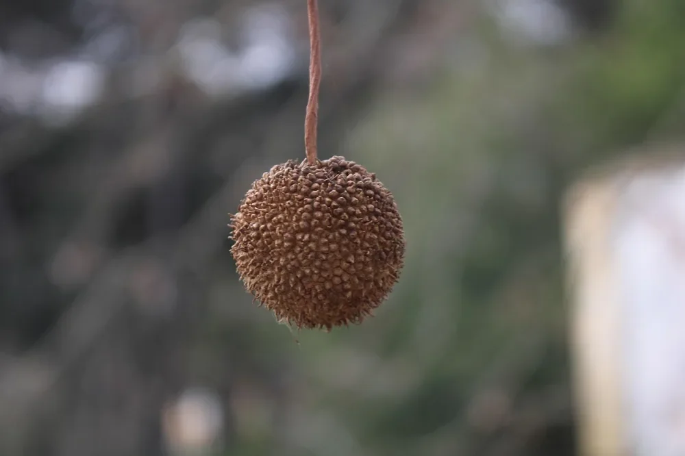A dried sycamore seed ball hanging from its stalk A dried sycamore seed ball hanging from its stalk