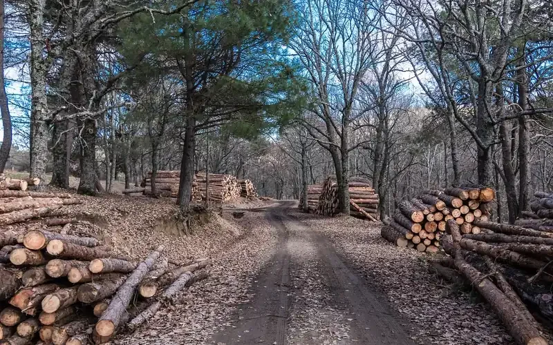 Log stacks beside a forest road waiting for pickup Log stacks beside a forest road waiting for pickup