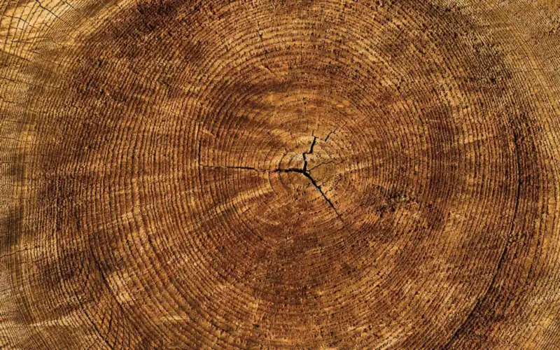 End grain of a log showing concentric growth rings End grain of a log showing concentric growth rings