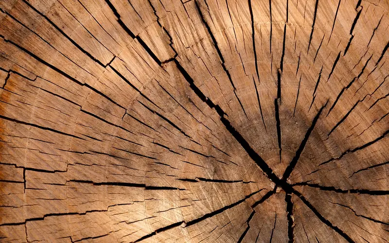 unsealed log end grain showing radial checking cracks from uneven moisture loss