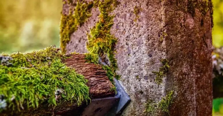 Weathered wooden beam meeting a concrete post, moss growing where moisture stays trapped