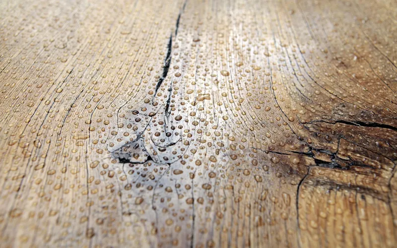 Water droplets beaded on a wood surface Water droplets beaded on a wood surface