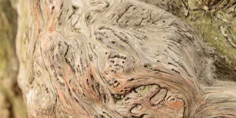 close-up of burl wood grain pattern showing swirling figure