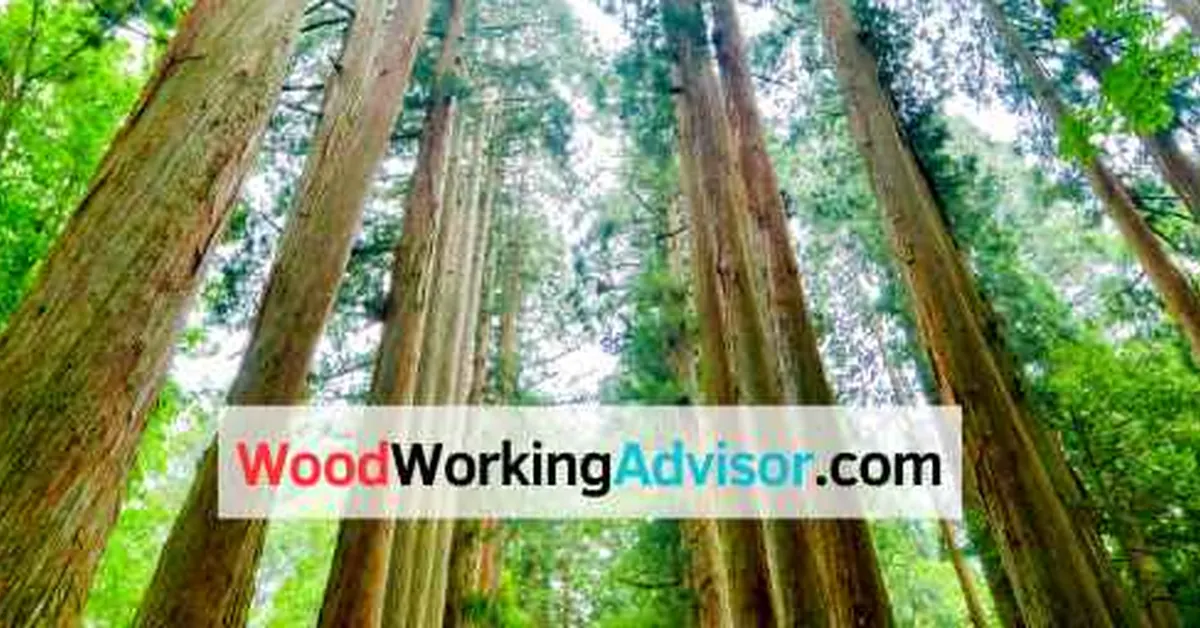 Tall cedar trees viewed from below, the type of woody growth treated with Remedy herbicide