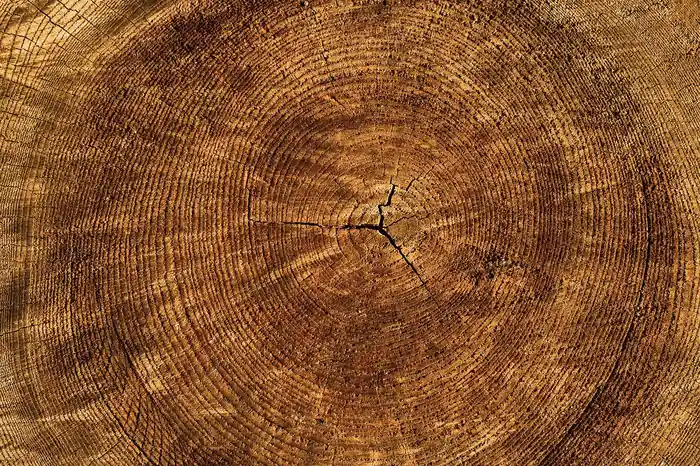 Cross-section of raw wood showing annual growth rings and natural grain pattern