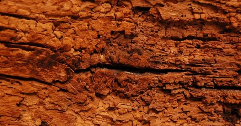 Close-up of wood damaged by boring insects with visible tunnels