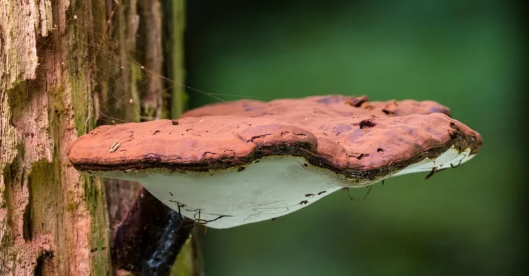 Bracket fungus growing on rotten wood showing active decay