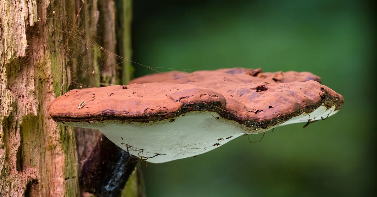 Bracket fungus growing on rotten wood showing active decay