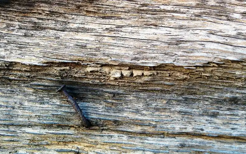 Rusty nail embedded in old weathered wood showing corrosion staining Rusty nail embedded in old weathered wood showing corrosion staining