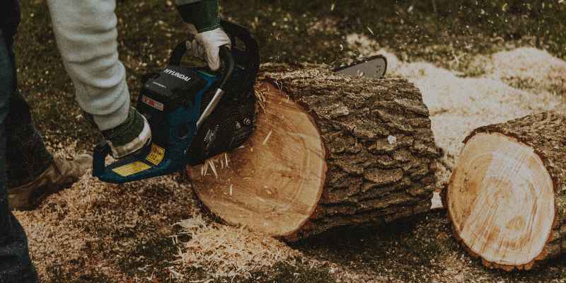 Can Fresh Cut Wood Be Sealed