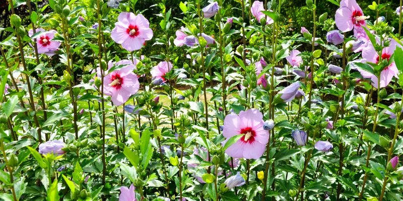 Can You Burn Rose of Sharon Wood