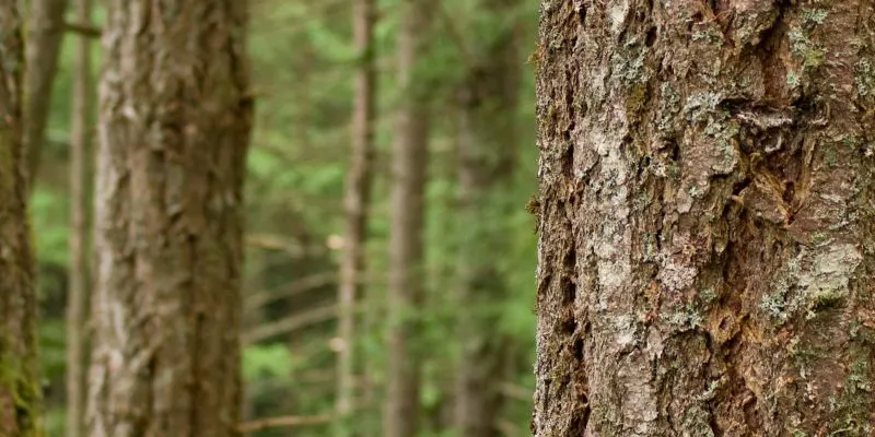 Does Douglas Fir Rot