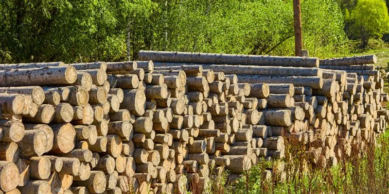 Does White Birch Make Good Firewood
