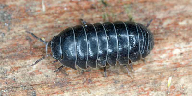 How to Get Bugs Out of Wood