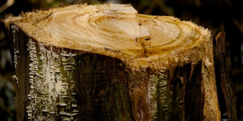 How to Seal Bark on Wood