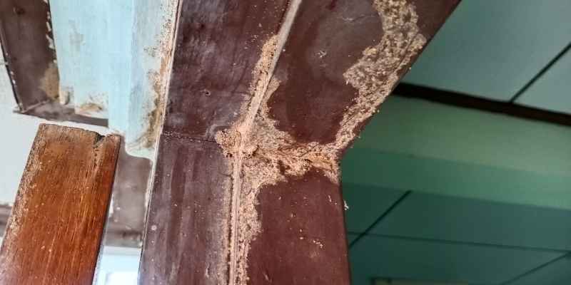 How to Treat Reclaimed Wood for Termites