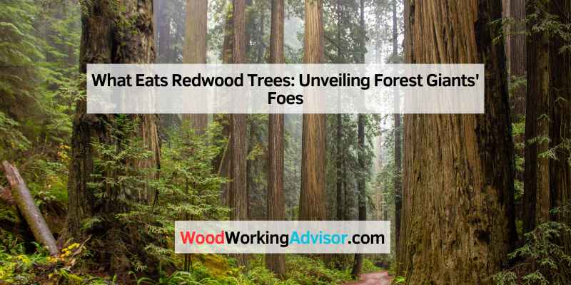 What Eats Redwood Trees