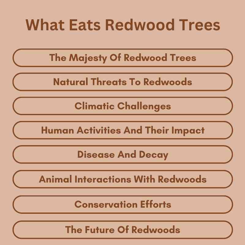 What Eats Redwood Trees