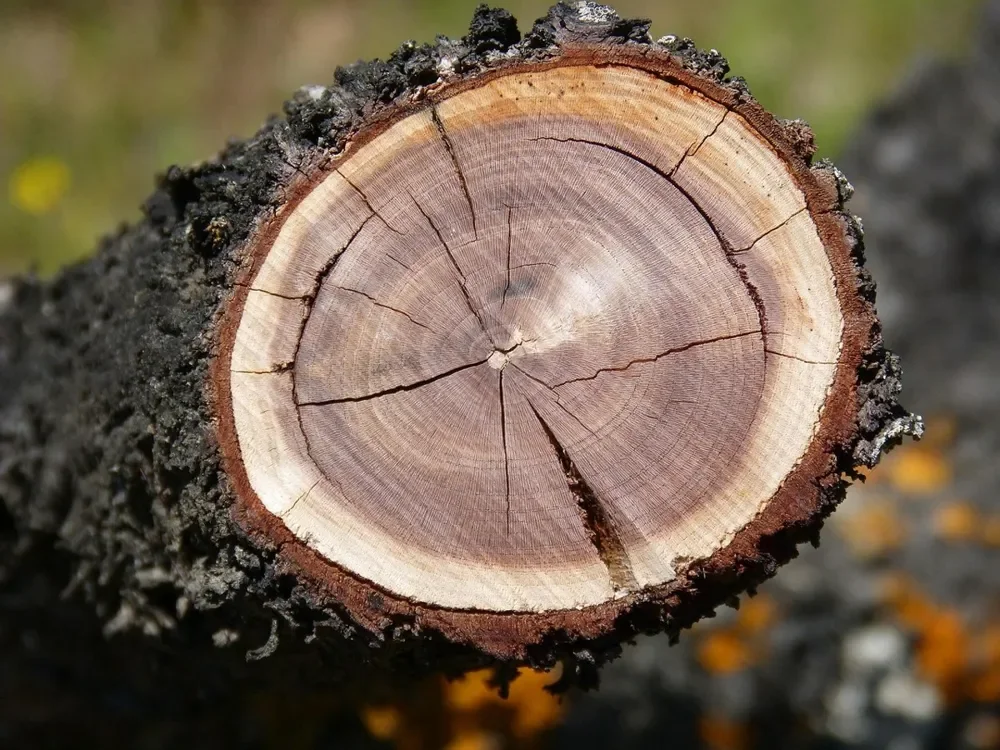 Cross-section of an almond branch showing pale sapwood, darker heartwood and radial checks