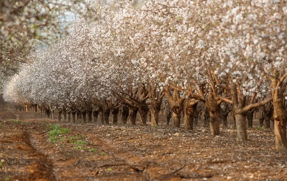 Rows of almond trees in blossom in an orchard
