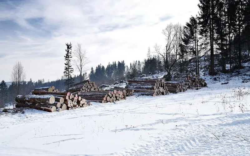 stacked cedar and softwood logs at a sawmill yard awaiting milling stacked cedar and softwood logs at a sawmill yard awaiting milling