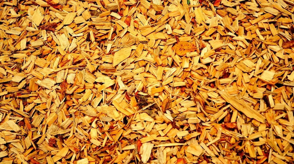 Clean untreated wood chipped into mulch