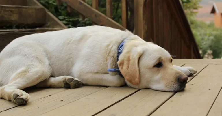 Yellow Labrador resting comfortably on a wooden deck floor outdoors