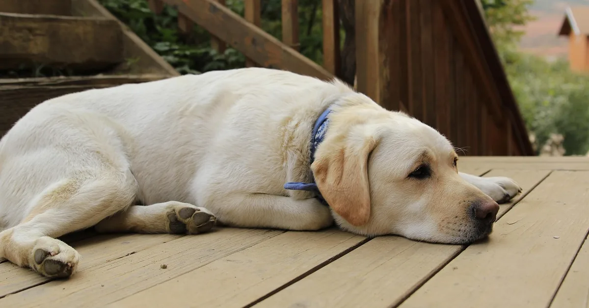Yellow Labrador resting comfortably on a wooden deck floor outdoors