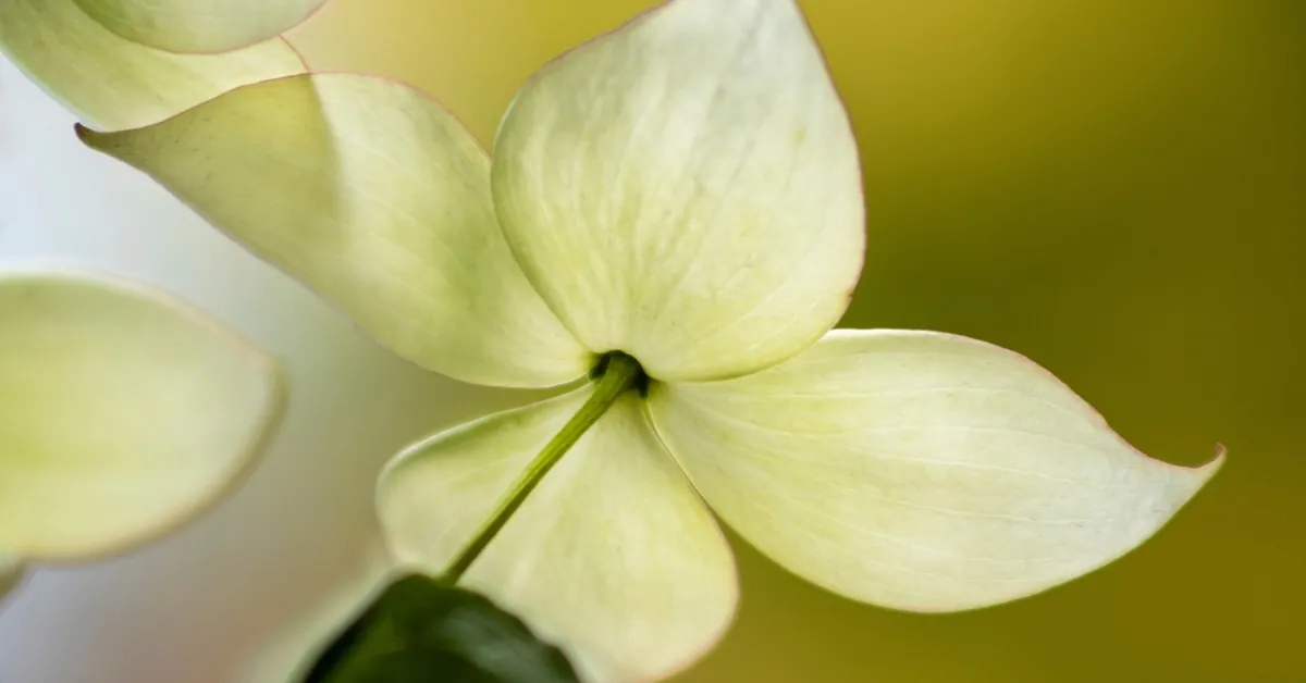 White flowering dogwood bracts seen from below in spring