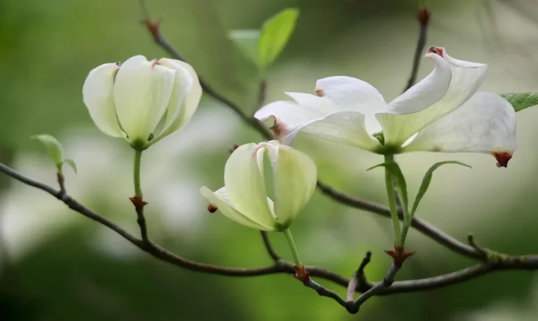 Flowering dogwood (Cornus florida) blossoms on a branch