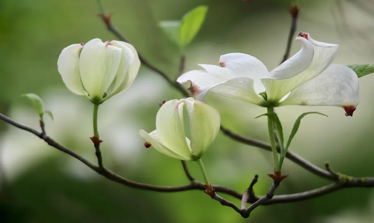 Flowering dogwood (Cornus florida) blossoms on a branch