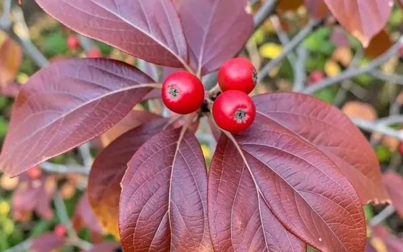 flowering dogwood red berries and fall leaves on a branch flowering dogwood red berries and fall leaves on a branch