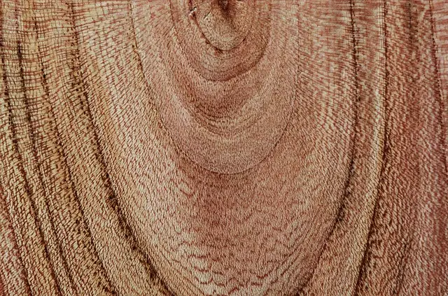 Close-up of hardwood end grain showing growth rings and texture