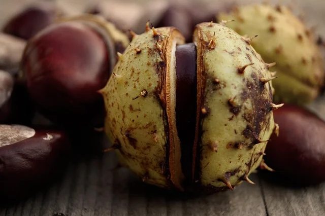 Close-up of a horse chestnut (conker) husk and nut, used to identify the tree the wood comes from