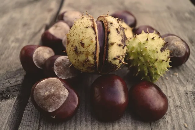Horse chestnuts (conkers) split open on a wood table, showing the tree that produces horse chestnut wood