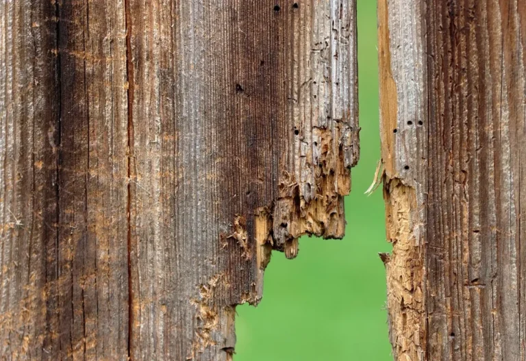 Old weathered wooden boards with small insect exit holes and chewed edges