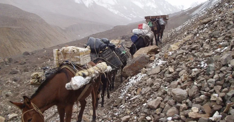 carrying plywood sheet transport