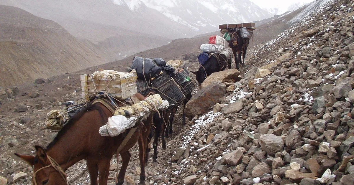 carrying plywood sheet transport