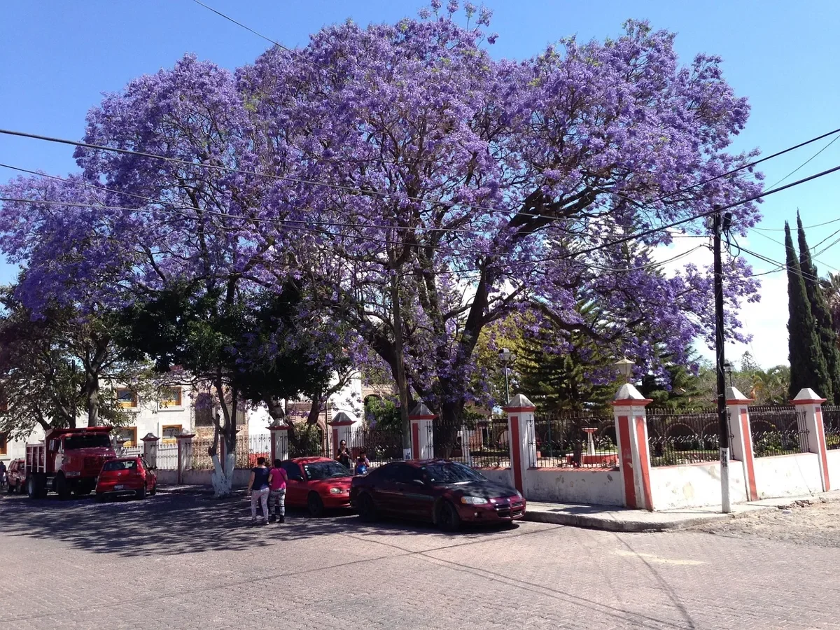 Jacaranda tree covered in purple flowers beside a street