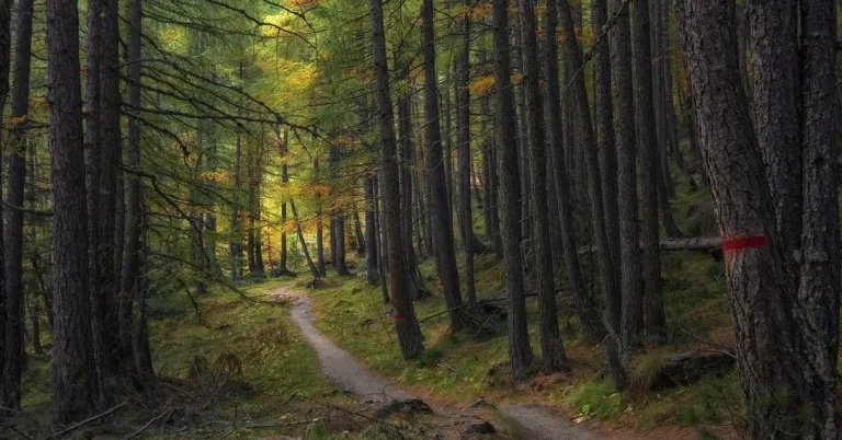larch trees along a forest trail with autumn colored needles