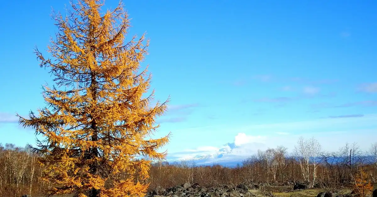 Golden-needled larch tree in autumn color against a mountain landscape Golden-needled larch tree in autumn color against a mountain landscape