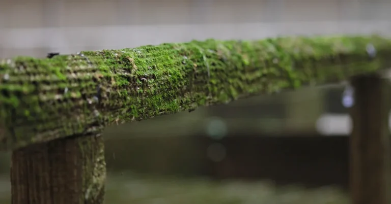 Green mold growth on a wood deck railing before cleaning
