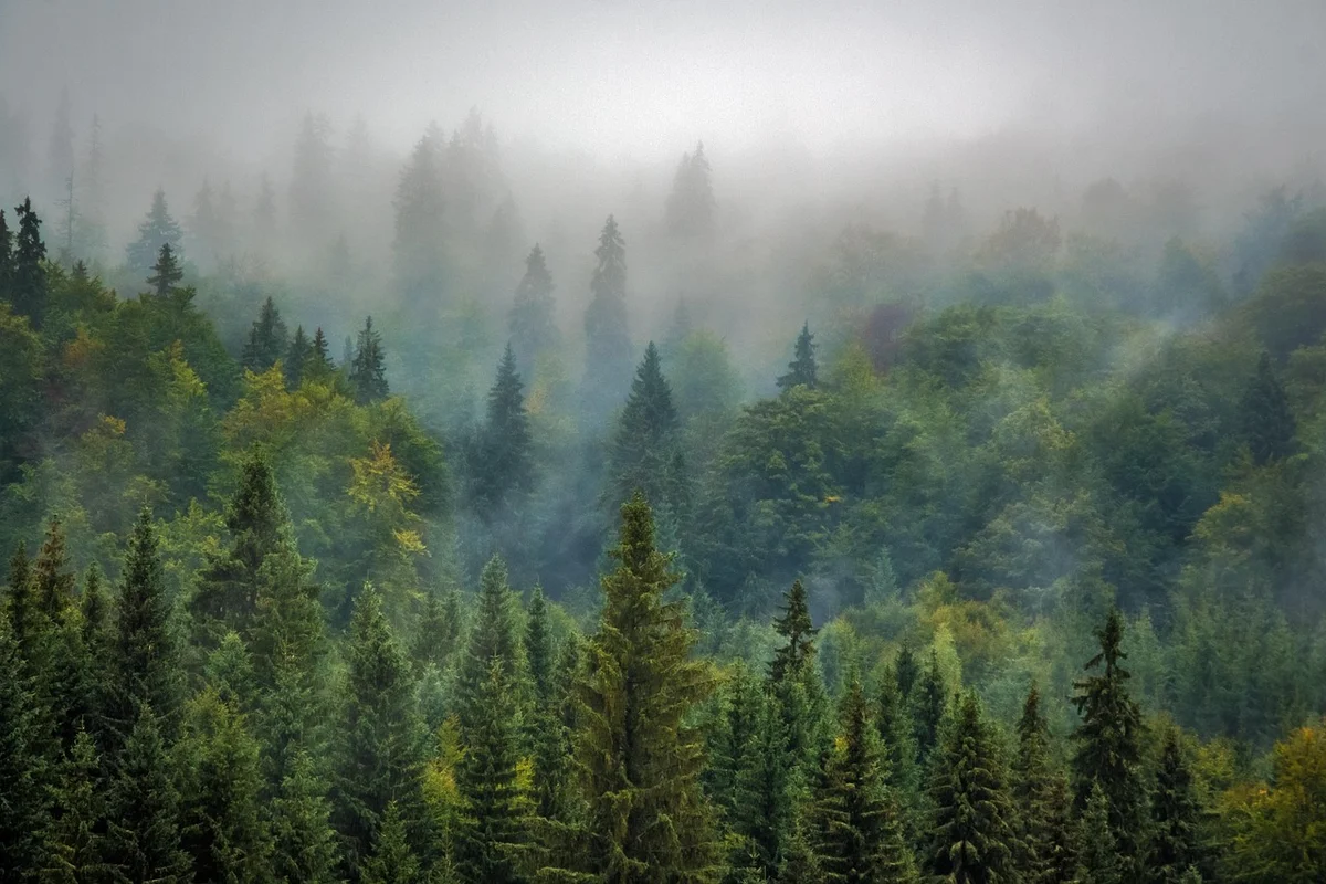 Rows of pine trees in a managed forest, the fast-growing type of pine farmed for most modern Brazilian pine lumber