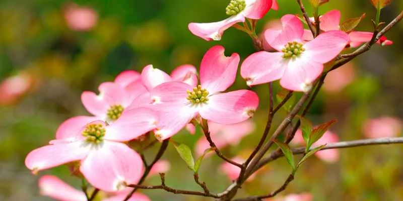 pink dogwood blossoms on a branch in spring pink dogwood blossoms on a branch in spring