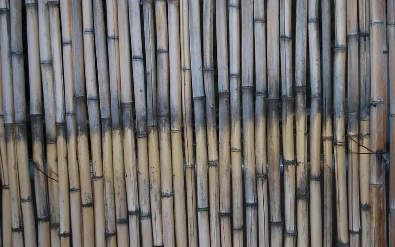bundled bamboo stalks harvested for plywood manufacturing bundled bamboo stalks harvested for plywood manufacturing