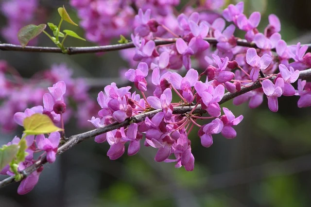 Close-up of vibrant pink Eastern redbud tree blossoms in spring