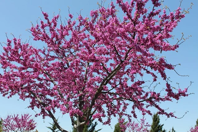 Eastern redbud tree in full pink-purple spring bloom
