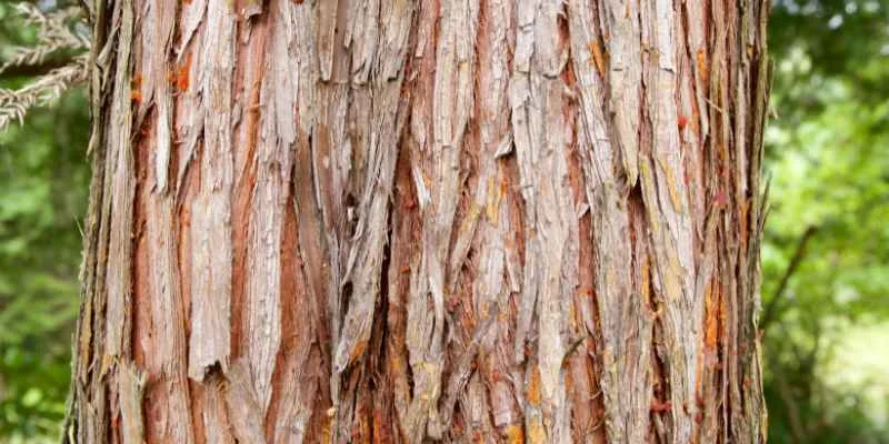 Close-up of rough tree bark texture on a trunk