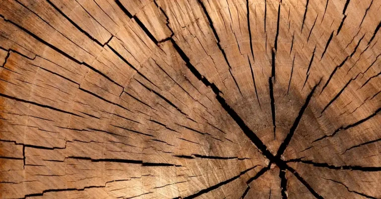 unsealed log end grain showing radial checking cracks from moisture loss