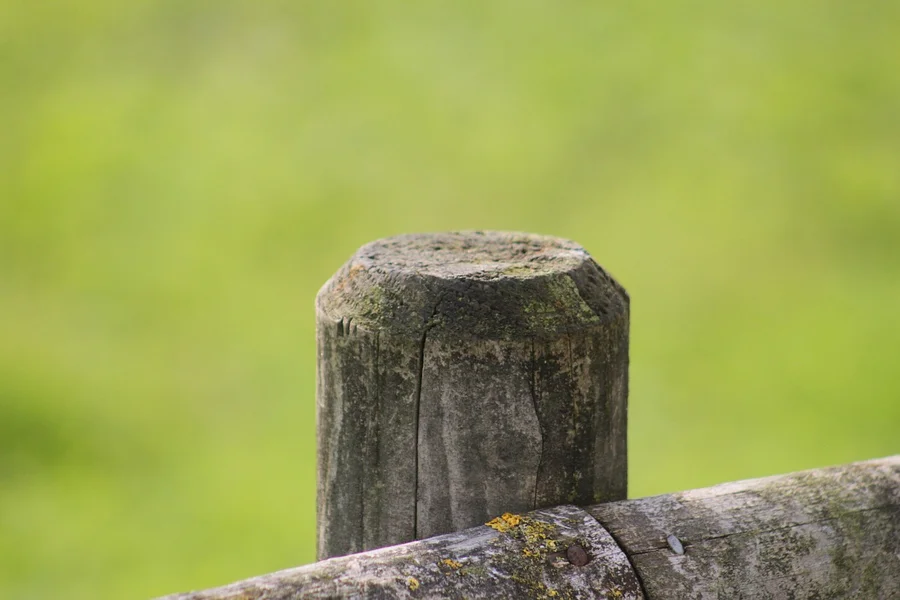 Weathered fence post with end-grain cracks, moss and lichen where water enters